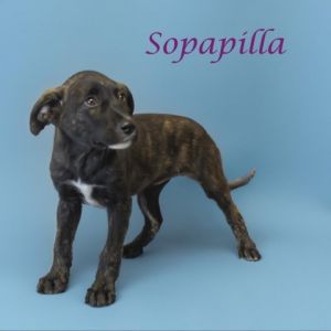 Sopapilla D24-146