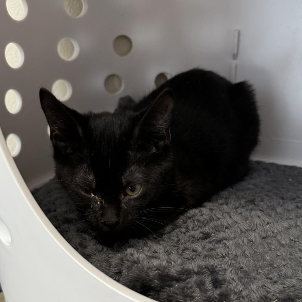 Cha Cha, an adoptable Domestic Short Hair in Cody, WY, 82414 | Photo Image 1