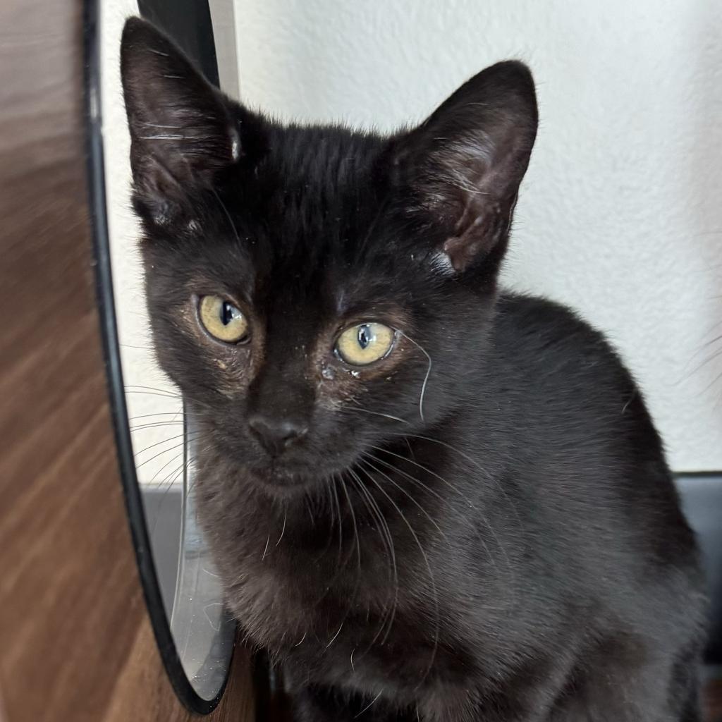 Sonny, an adoptable Domestic Short Hair in Cody, WY, 82414 | Photo Image 1