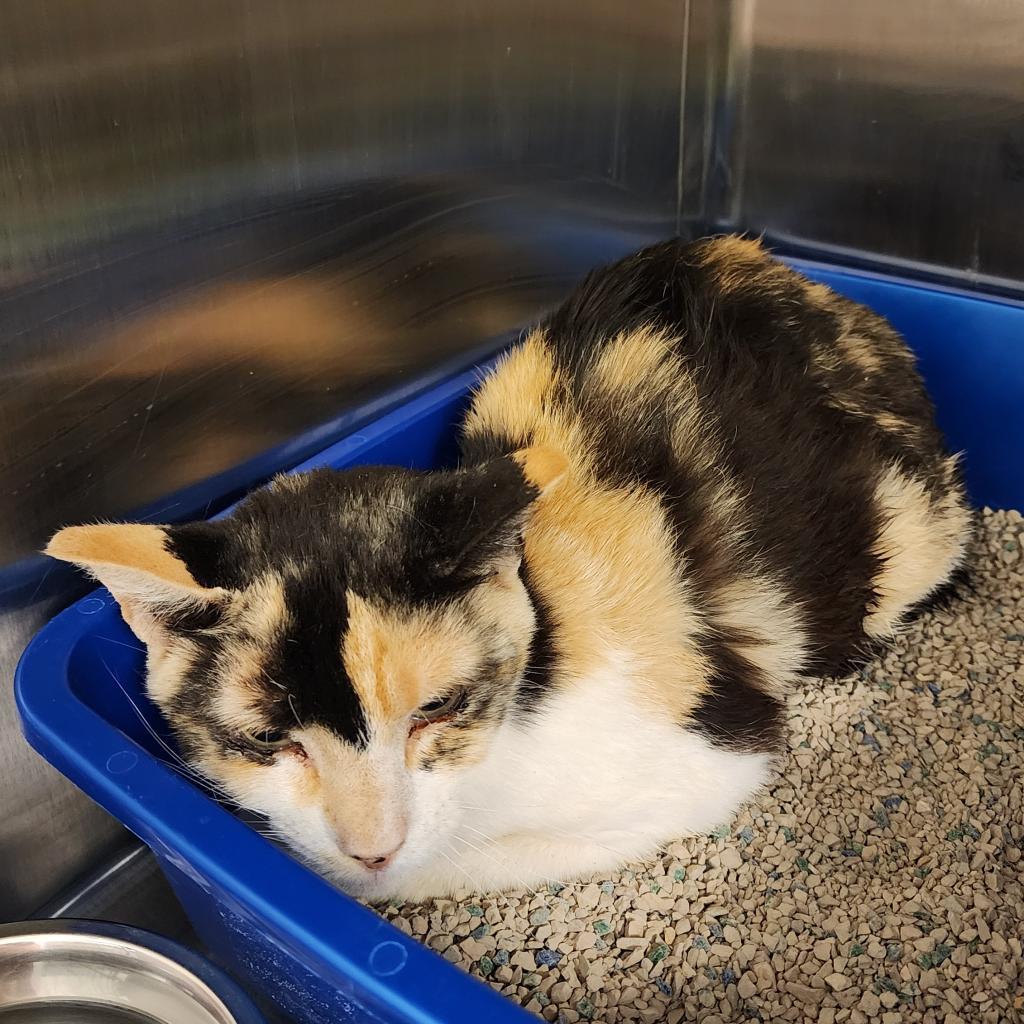 Patches, an adoptable Domestic Short Hair in Cody, WY, 82414 | Photo Image 1