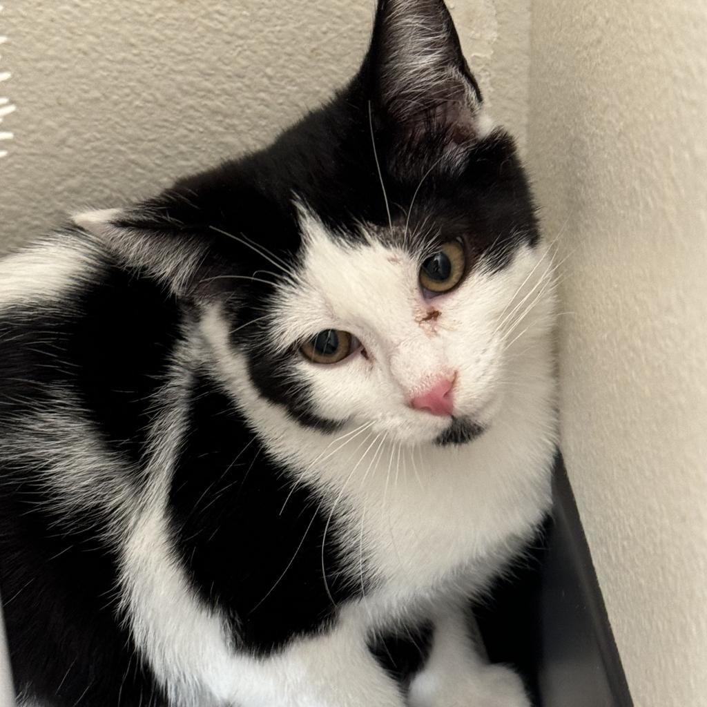 Rizzo, an adoptable Domestic Short Hair in Cody, WY, 82414 | Photo Image 1