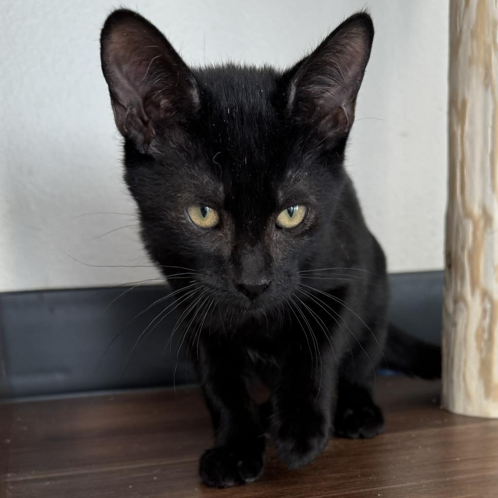 Zuko, an adoptable Domestic Short Hair in Cody, WY, 82414 | Photo Image 1