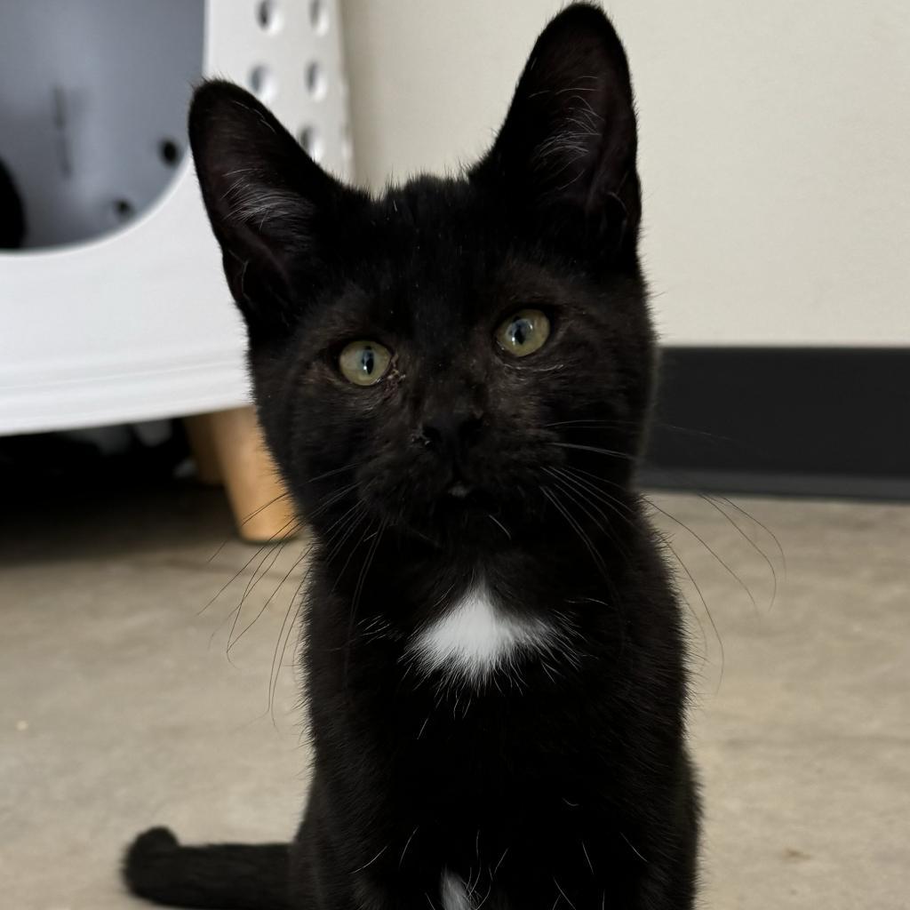 Putzie, an adoptable Domestic Short Hair in Cody, WY, 82414 | Photo Image 1