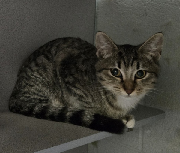 Cat for adoption 146783, a Domestic Short Hair Mix in Salt Lake City