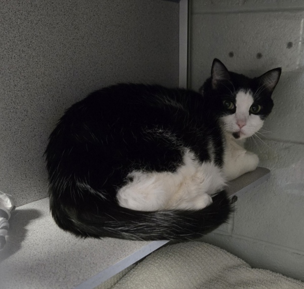 Cat for adoption B'Lana, a Domestic Short Hair in Salt Lake City, UT