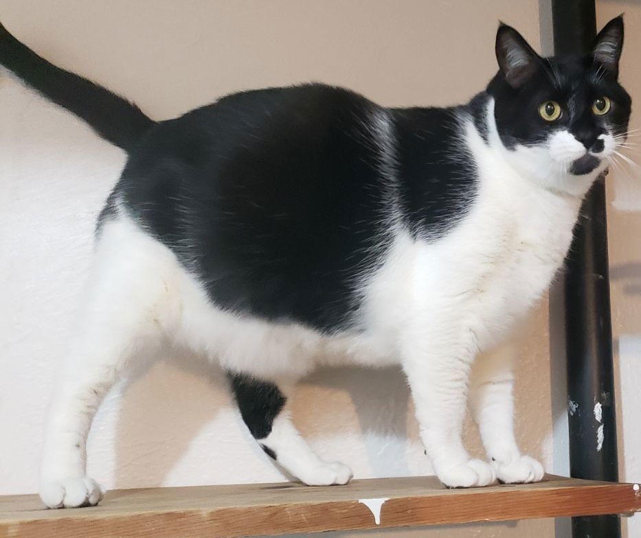Jackson, an adoptable Domestic Short Hair in Battle Ground, WA, 98604 | Photo Image 3