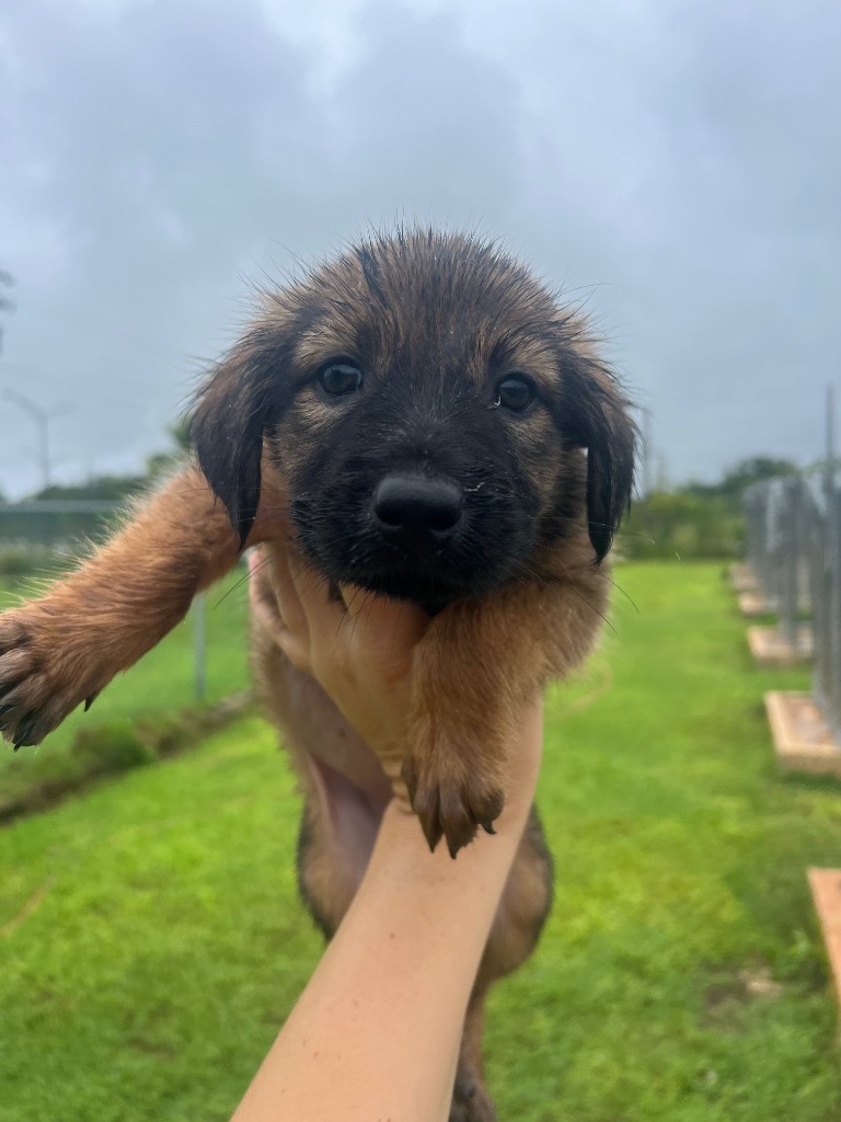 Margo, an adoptable Affenpinscher in Mangilao, GU, 96923 | Photo Image 1