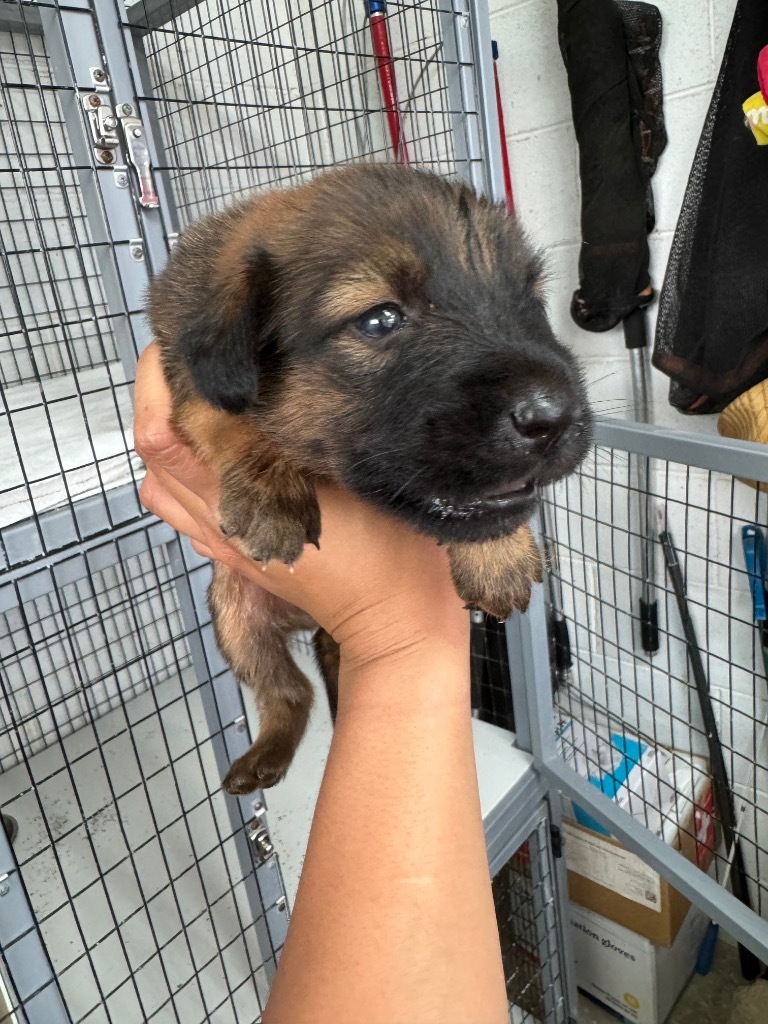 Margo, an adoptable Affenpinscher in Mangilao, GU, 96923 | Photo Image 2