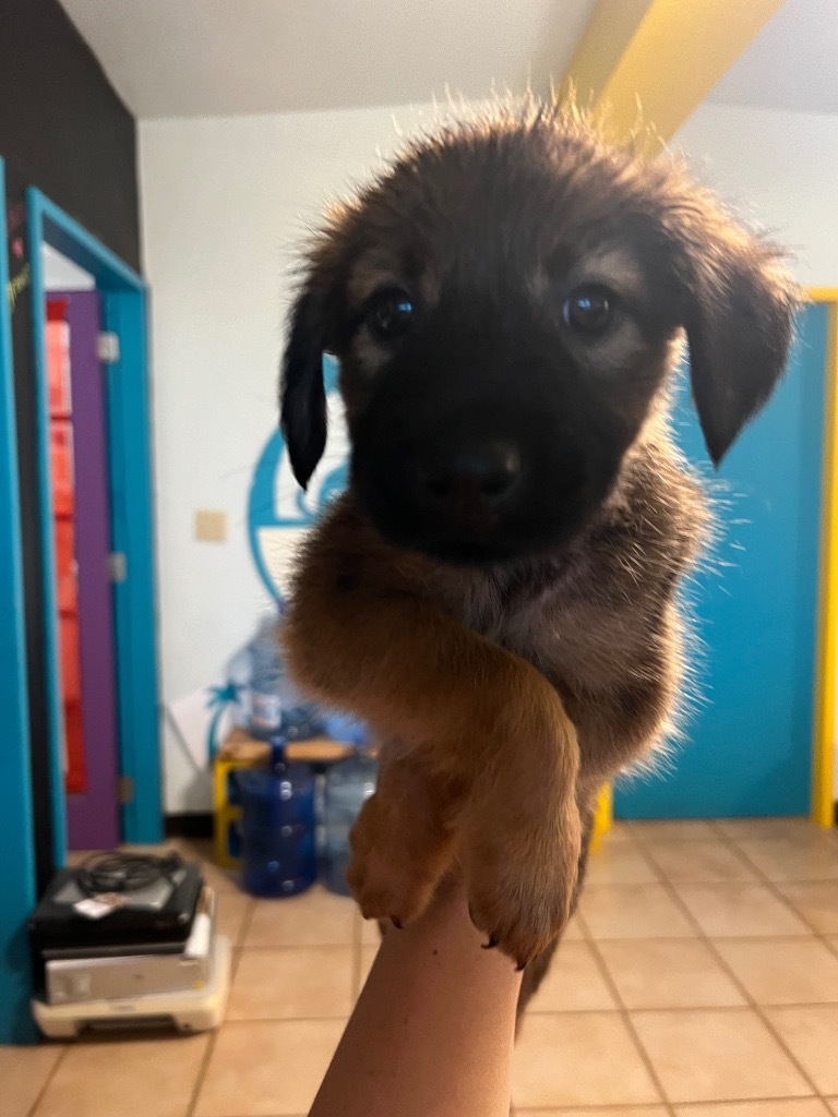 Margo, an adoptable Affenpinscher in Mangilao, GU, 96923 | Photo Image 3