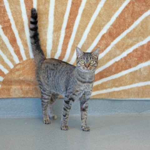 Sally, an adoptable Domestic Short Hair in Abilene, TX, 79602 | Photo Image 1