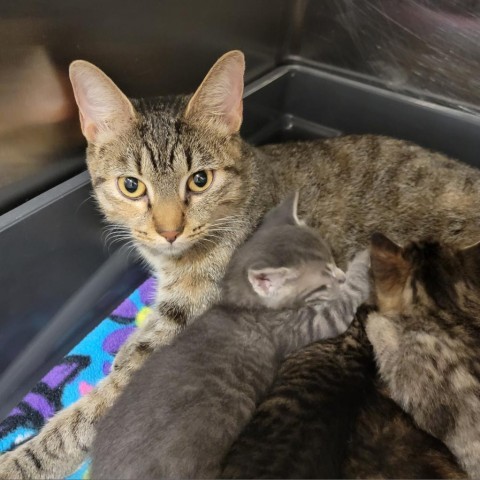 Sally, an adoptable Domestic Short Hair in Abilene, TX, 79602 | Photo Image 2