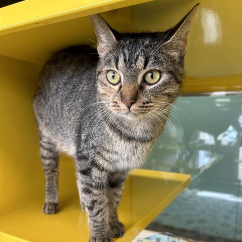 Sally, an adoptable Domestic Short Hair in Abilene, TX, 79602 | Photo Image 3