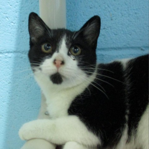 Ms. Sqeuaks, an adoptable Domestic Medium Hair in Coos Bay, OR, 97420 | Photo Image 1