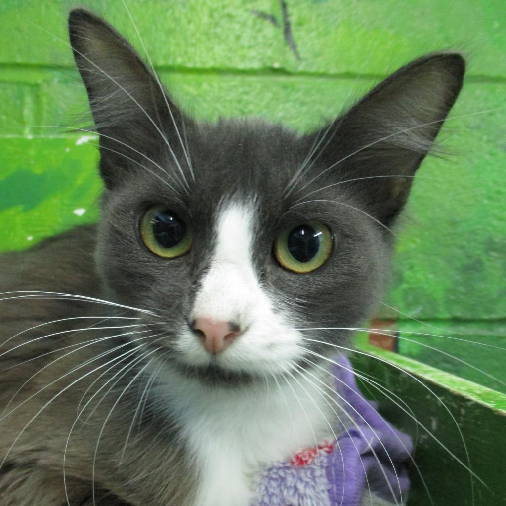 Sturgen, an adoptable Domestic Medium Hair in Coos Bay, OR, 97420 | Photo Image 1