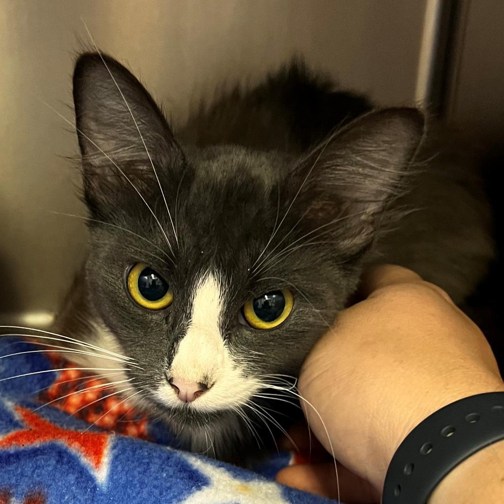 Sturgen, an adoptable Domestic Medium Hair in Coos Bay, OR, 97420 | Photo Image 2