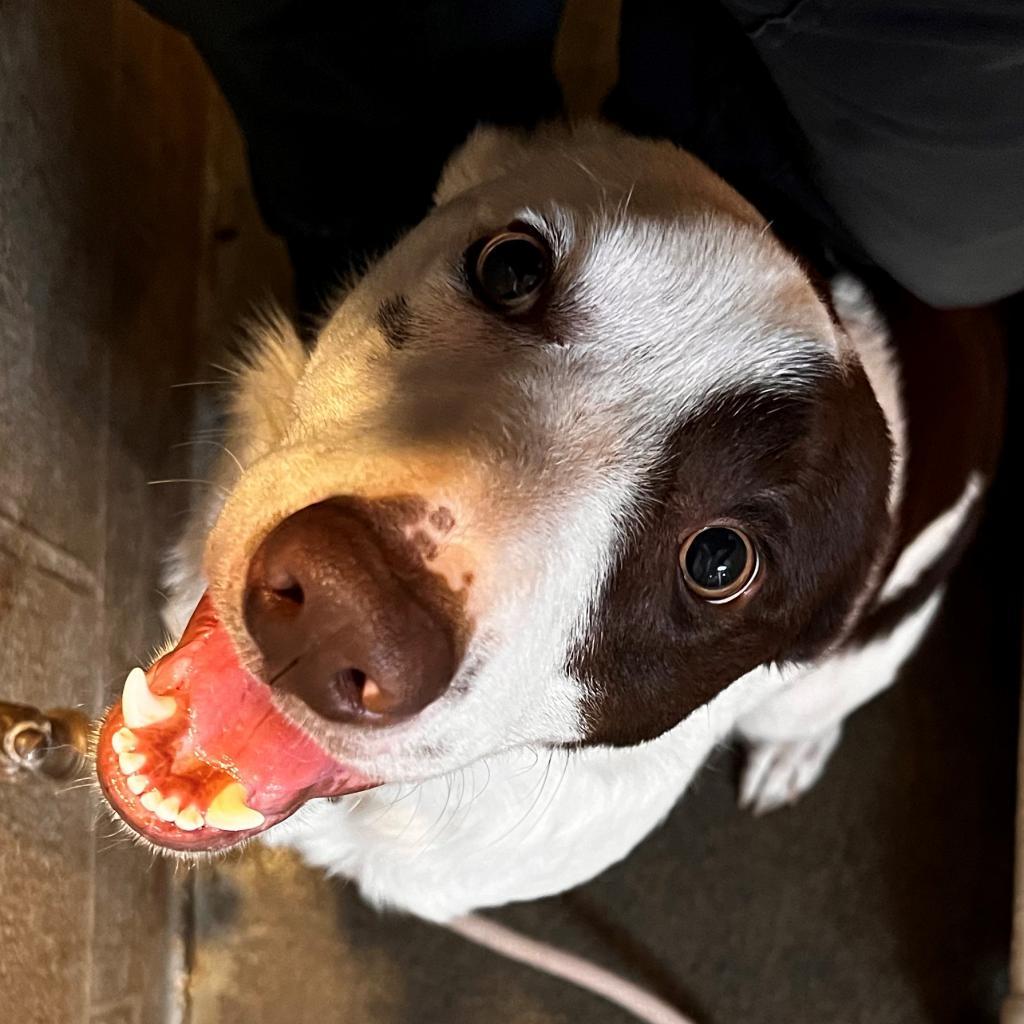 Duke, an adoptable Border Collie in Coos Bay, OR, 97420 | Photo Image 1