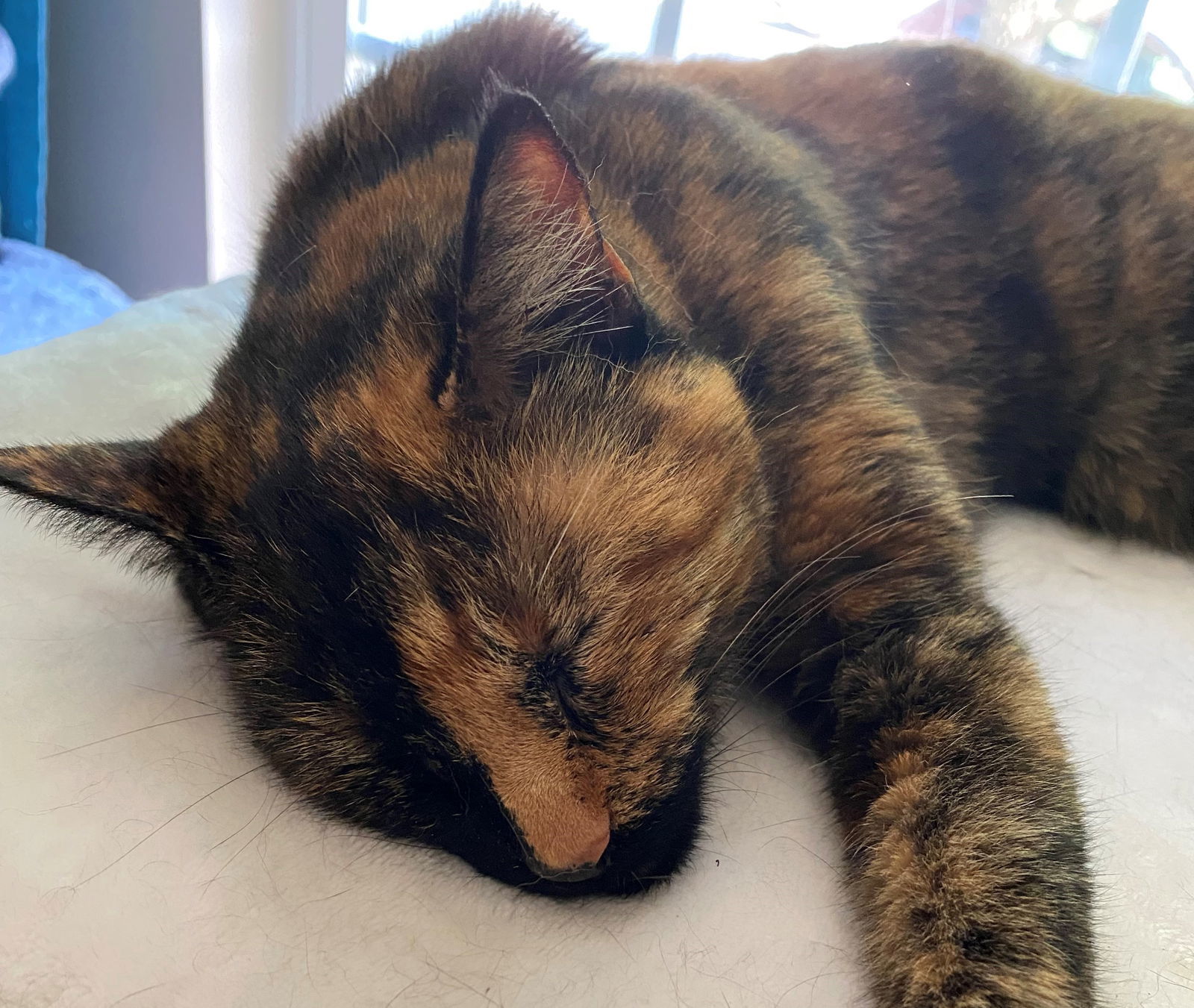 Cat for adoption Eunice, a Domestic Short Hair in Kansas City, MO