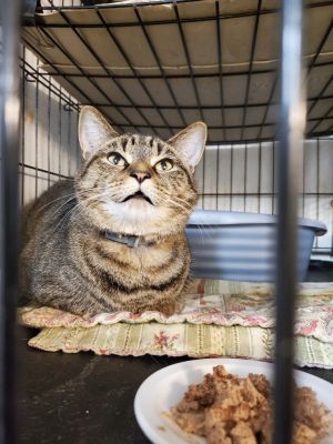 Cali, Adult Female unknown