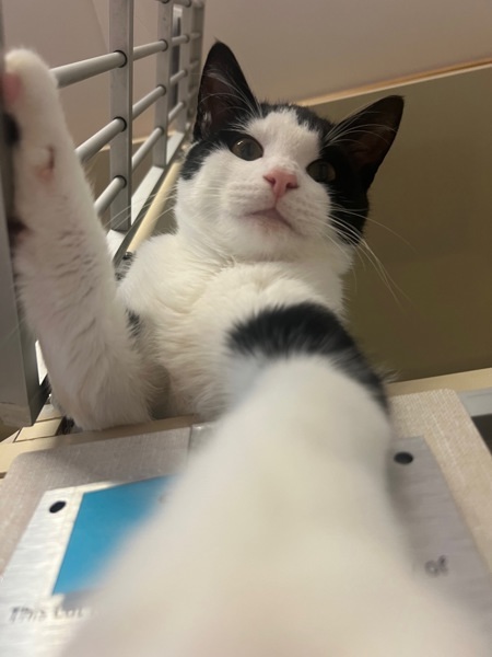 Cat for adoption Inkblot, a Domestic Short Hair Mix in Surrey, BC