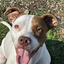 Lilo, Adult Female Pit Bull Terrier
