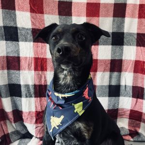 Hunko, Adult Male Australian Cattle Dog / Blue Heeler