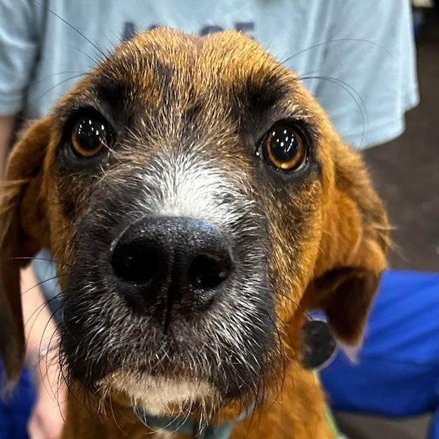 Dog for adoption Wilson, a Plott Hound Mix in Corning, AR Petfinder