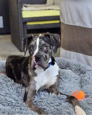 Ronnie, Young Male Boxer