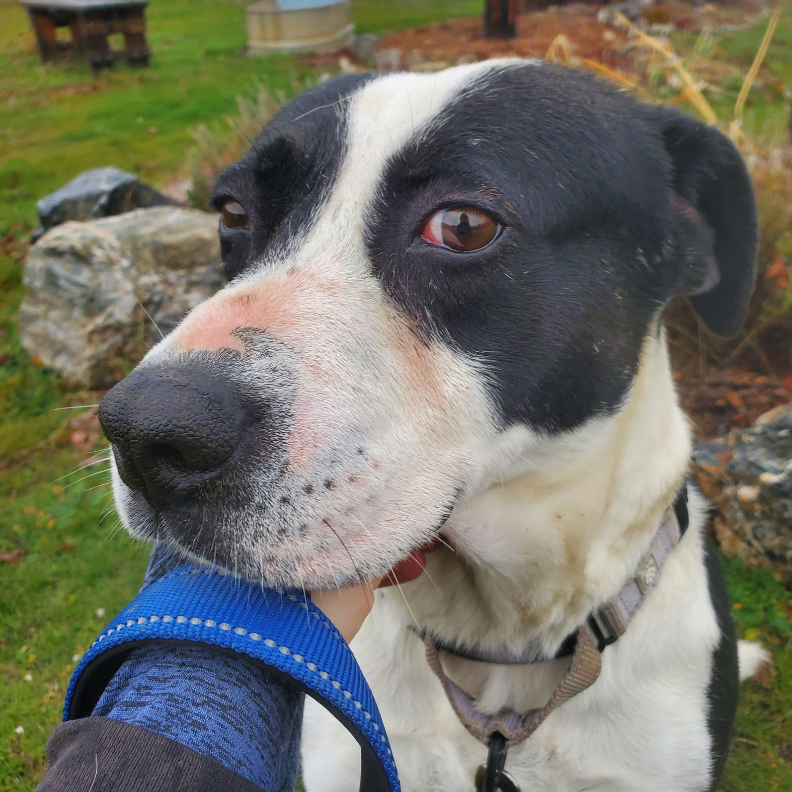 Mabel, an adoptable American Bulldog, Border Collie in Yreka, CA, 96097 | Photo Image 1