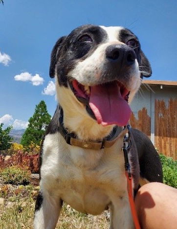Mabel, an adoptable American Bulldog, Border Collie in Yreka, CA, 96097 | Photo Image 1