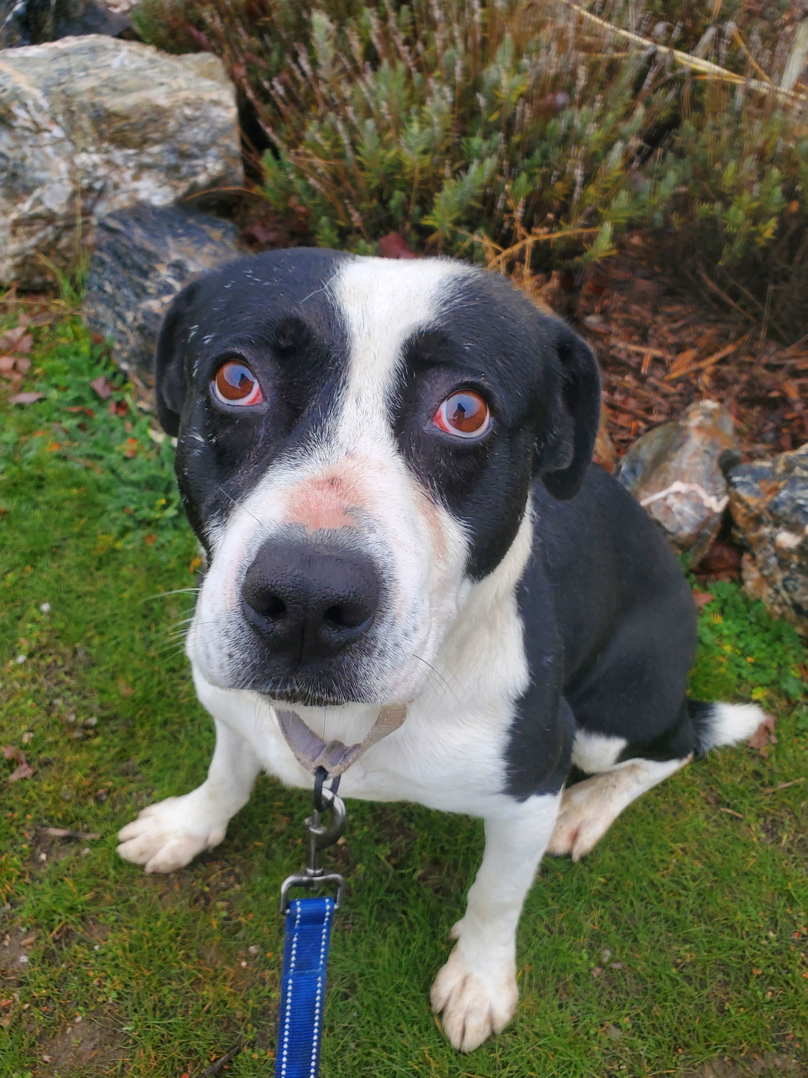 Mabel, an adoptable American Bulldog, Border Collie in Yreka, CA, 96097 | Photo Image 2