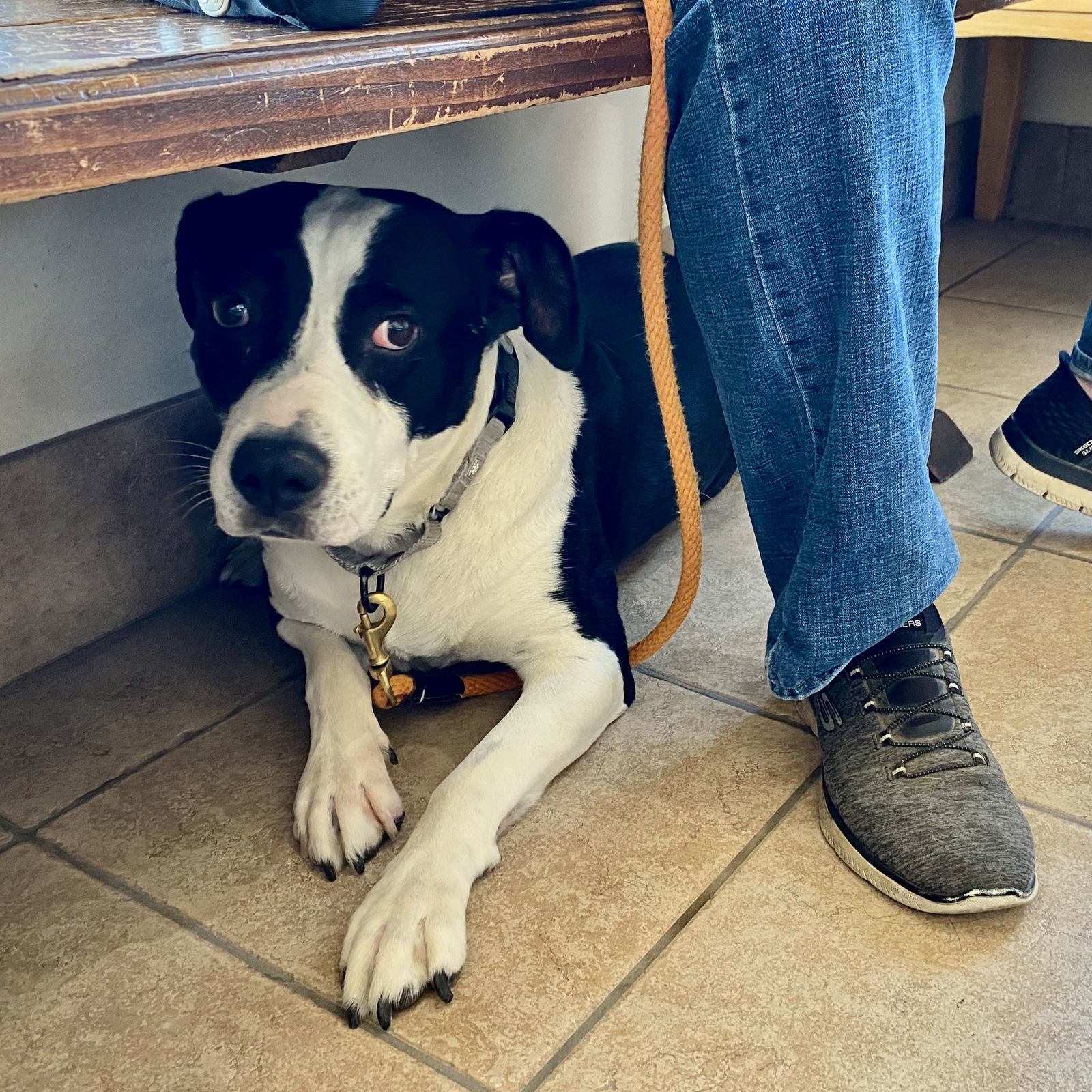 Mabel, an adoptable American Bulldog, Border Collie in Yreka, CA, 96097 | Photo Image 2