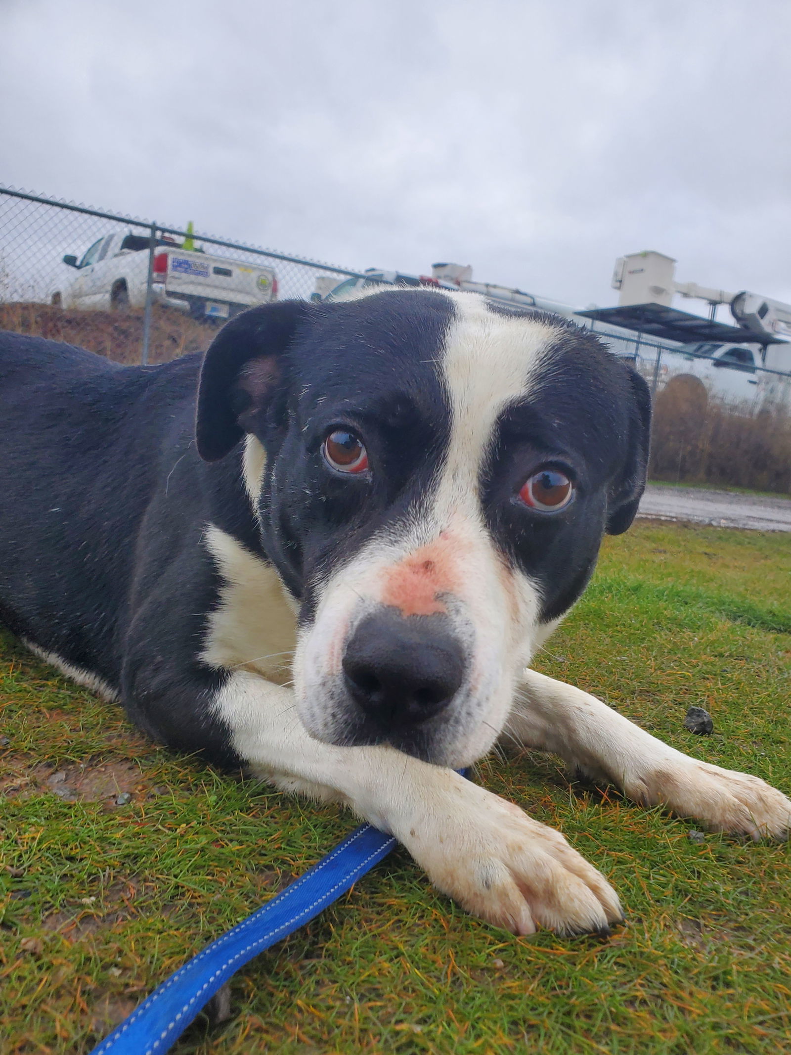 Mabel, an adoptable American Bulldog, Border Collie in Yreka, CA, 96097 | Photo Image 3