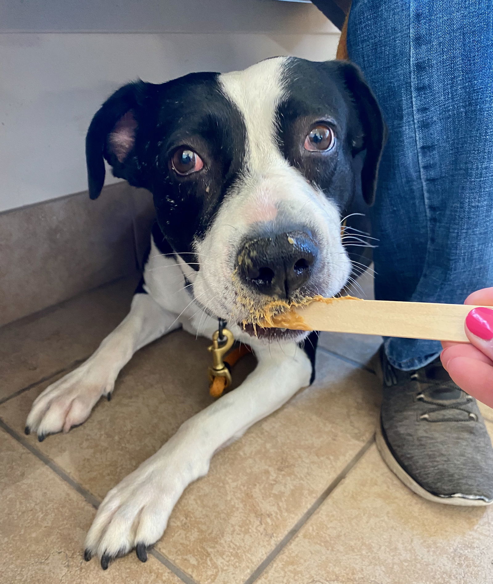 Mabel, an adoptable American Bulldog, Border Collie in Yreka, CA, 96097 | Photo Image 3