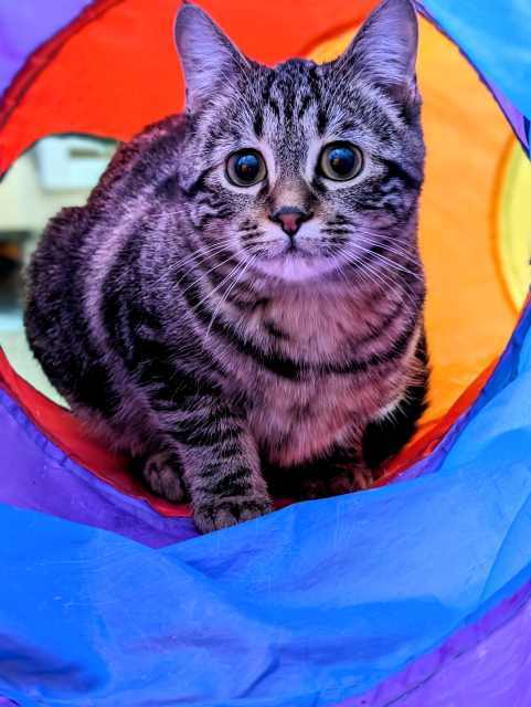 Gem, an adoptable Domestic Short Hair, Tabby in Pagosa Springs, CO, 81147 | Photo Image 2