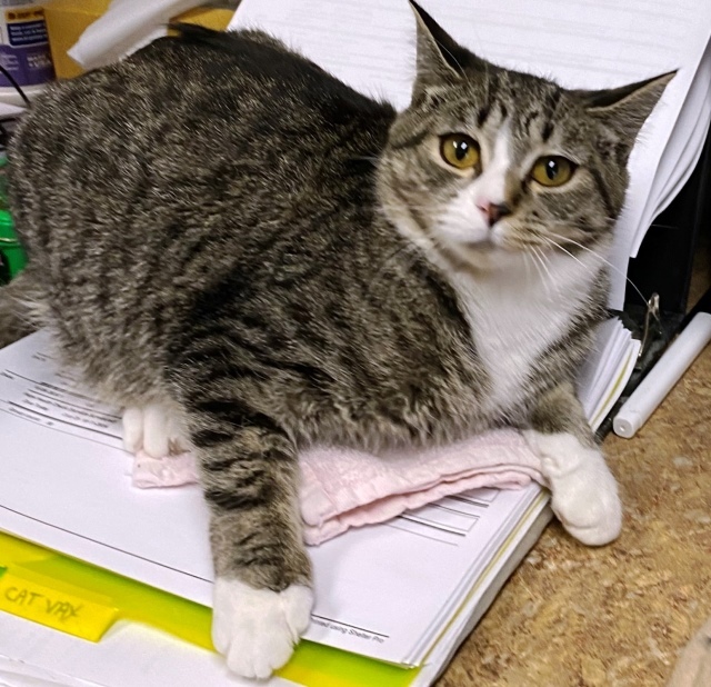 Jewel, an adoptable Domestic Short Hair in Pagosa Springs, CO, 81147 | Photo Image 1