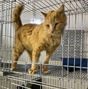 Shenanigans, Adult Male Domestic Long Hair