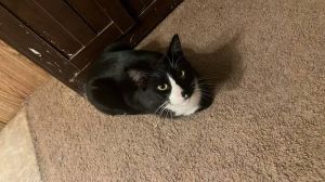 Rascal, Adult Male Domestic Medium Hair