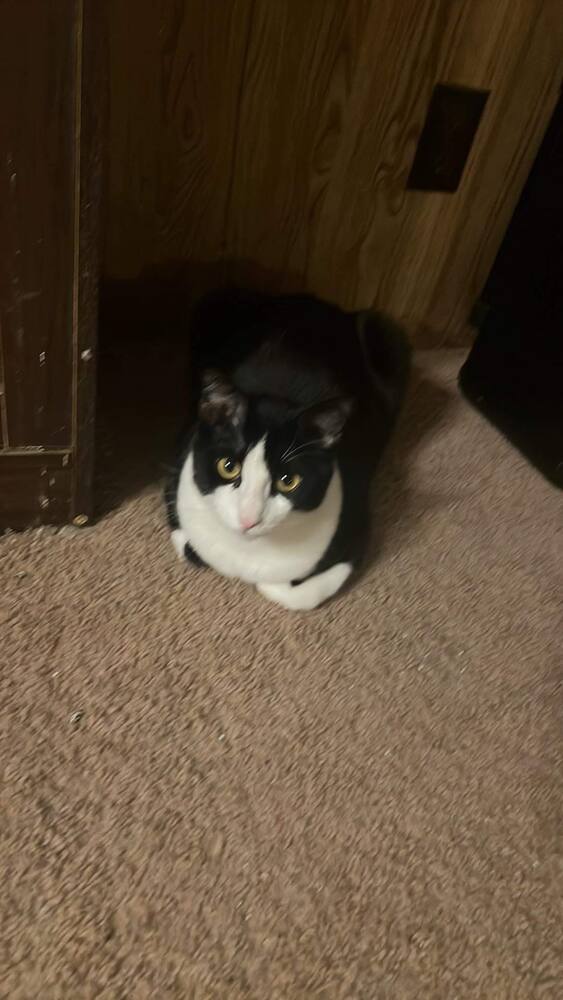 Rascal
