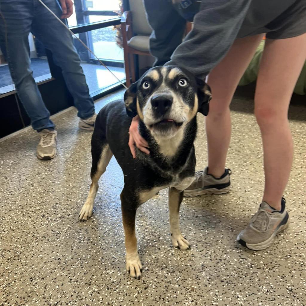 Banshee, an adoptable Husky in Norfolk, NE, 68701 | Photo Image 1