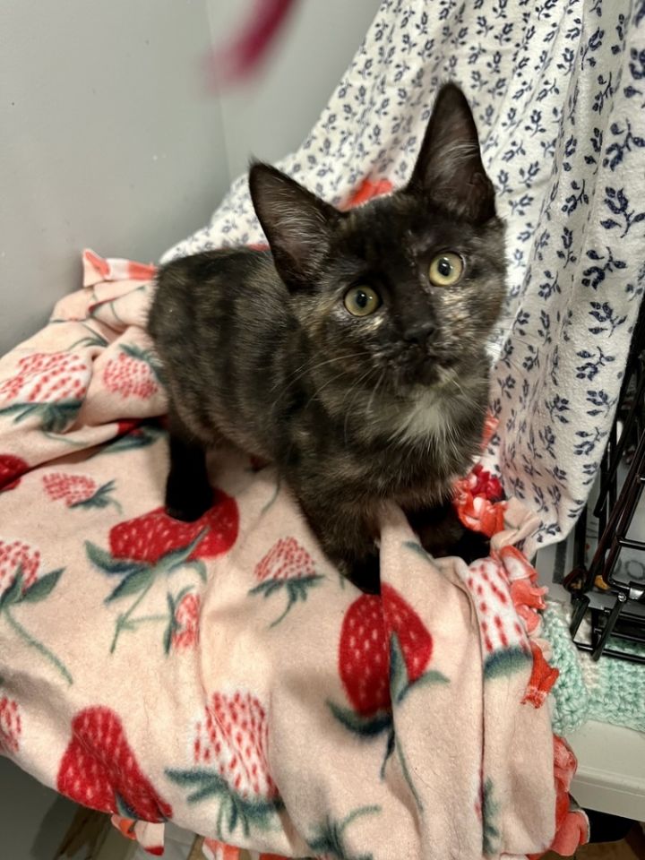 Cat for adoption Rio (BONDED PAIR), a Domestic Short Hair in Bolton