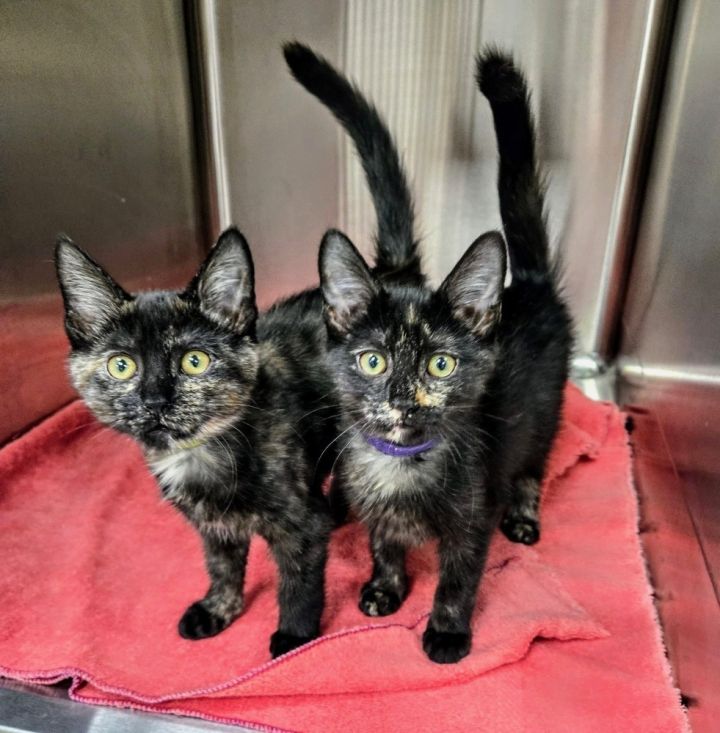 Cat for adoption Rio (BONDED PAIR), a Domestic Short Hair in Bolton