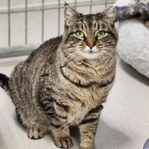 Daisy, Adult Female unknown