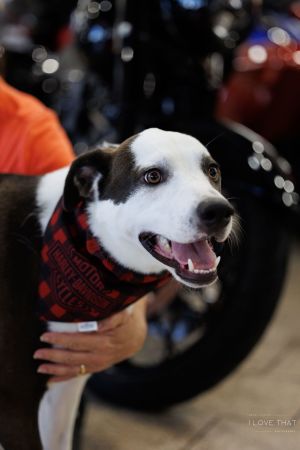 Lucky, Adult Male Border Collie