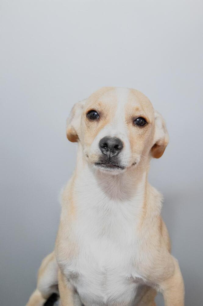 RENE, an adoptable Terrier in Langley, BC, V2Y 3K1 | Photo Image 1