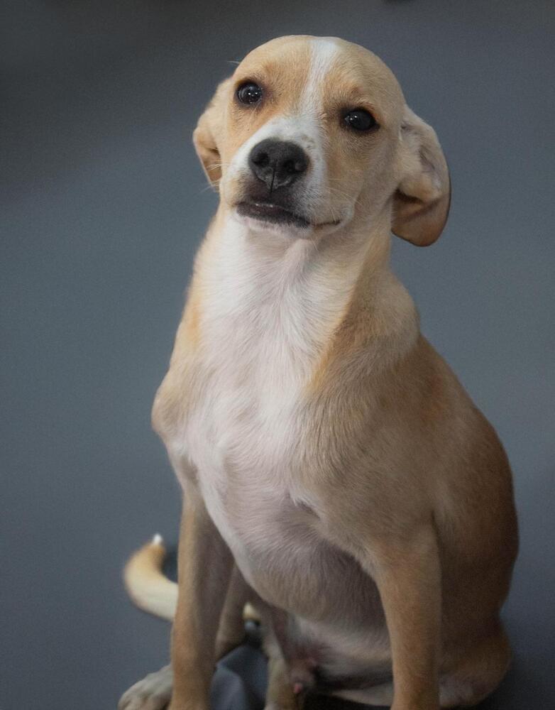 RENE, an adoptable Terrier in Langley, BC, V2Y 3K1 | Photo Image 3