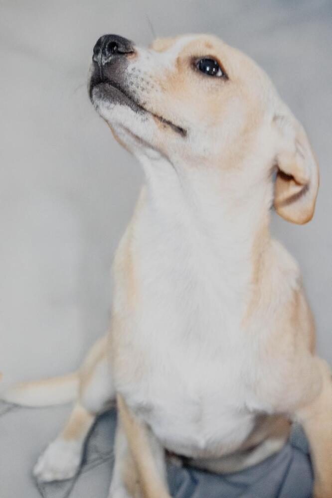 RENE, an adoptable Terrier in Langley, BC, V2Y 3K1 | Photo Image 4