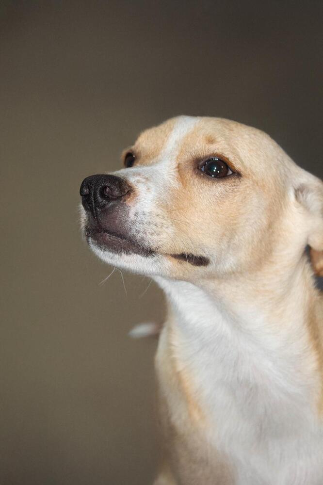 RENE, an adoptable Terrier in Langley, BC, V2Y 3K1 | Photo Image 5