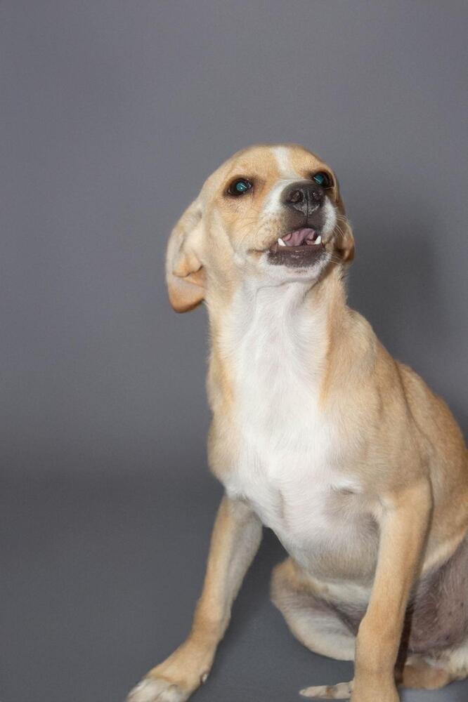 RENE, an adoptable Terrier in Langley, BC, V2Y 3K1 | Photo Image 6