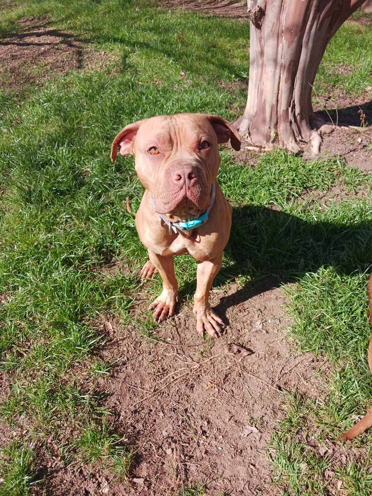 Ralphie