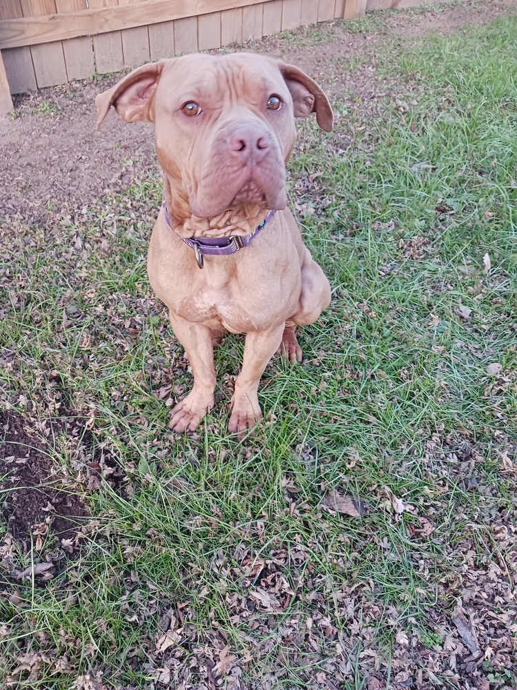 Ralphie